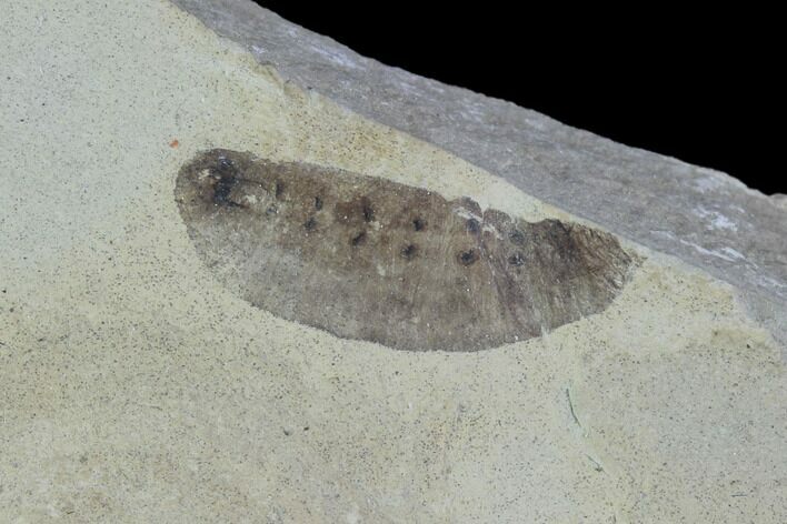 Fossil Insect Larva - Green River Formation, Utah #97462